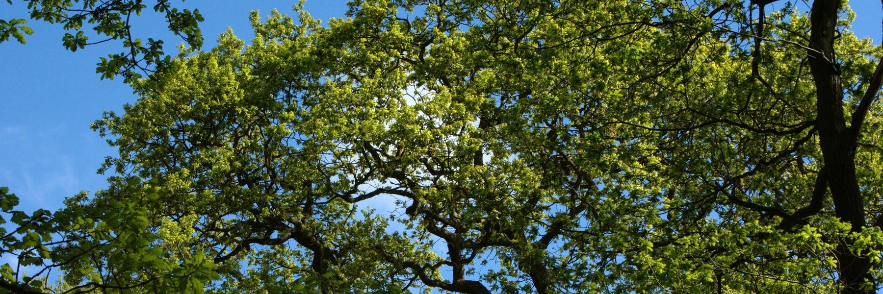 Will Pendleton banner