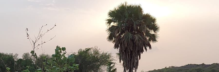 alanood banner
