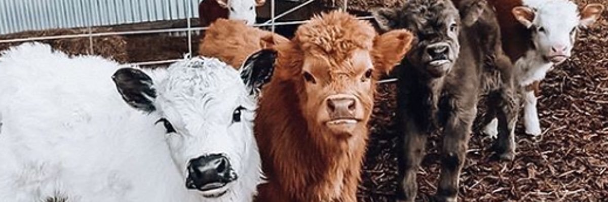 MrsADelaney's profile banner image