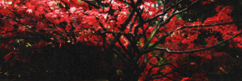 storyofruby's profile banner image