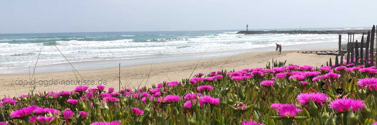 FKK_CapdAgde's profile banner image