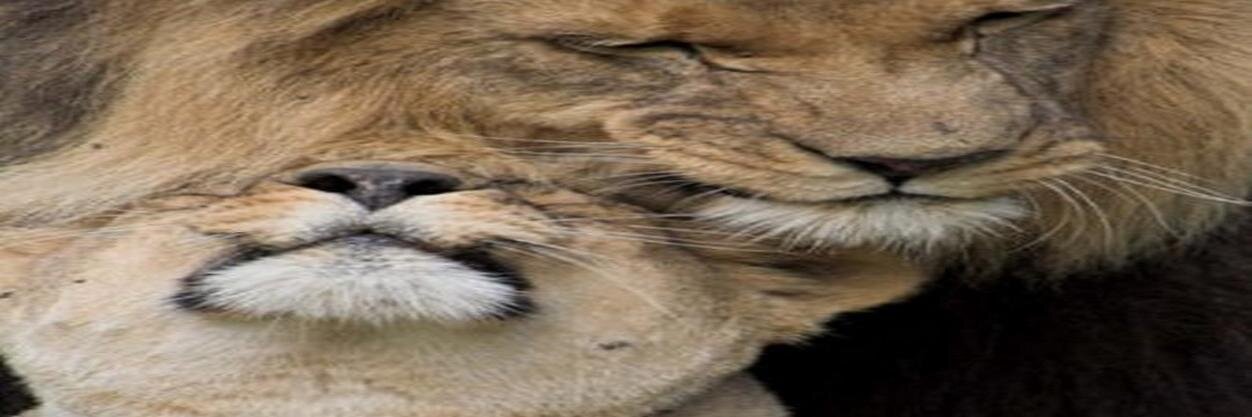 jaabrowinal's profile banner image