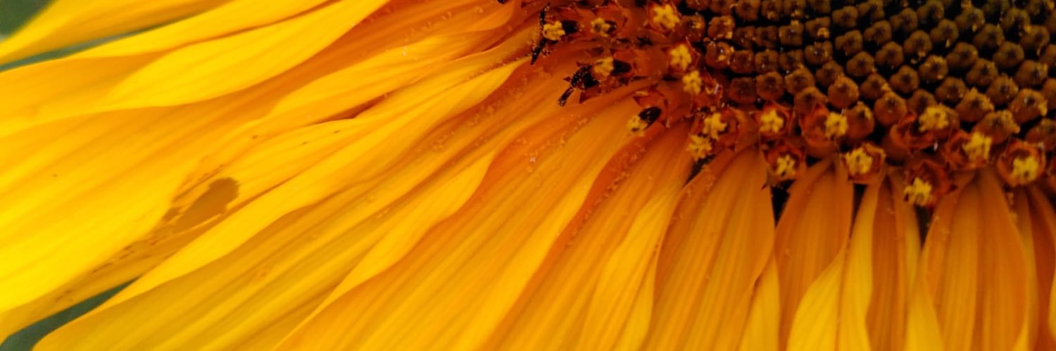 Nuskry's profile banner image