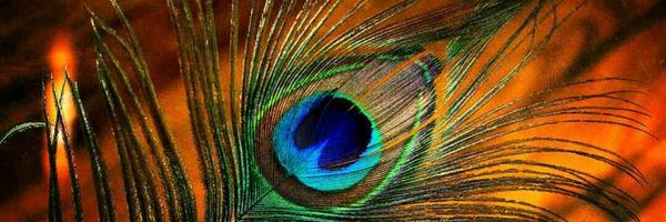 AnikaNoniRose Profile Banner