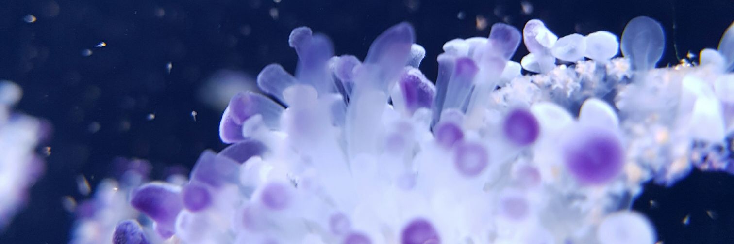 hxpelessxcean's profile banner image