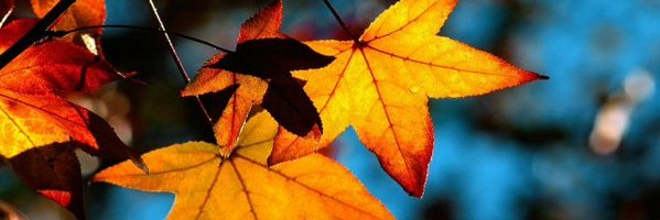 Cyd10e's profile banner image