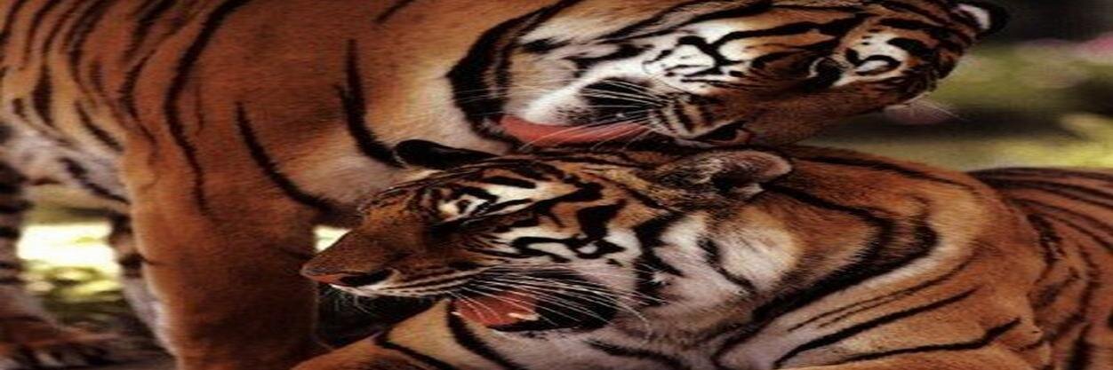 revedorsi's profile banner image