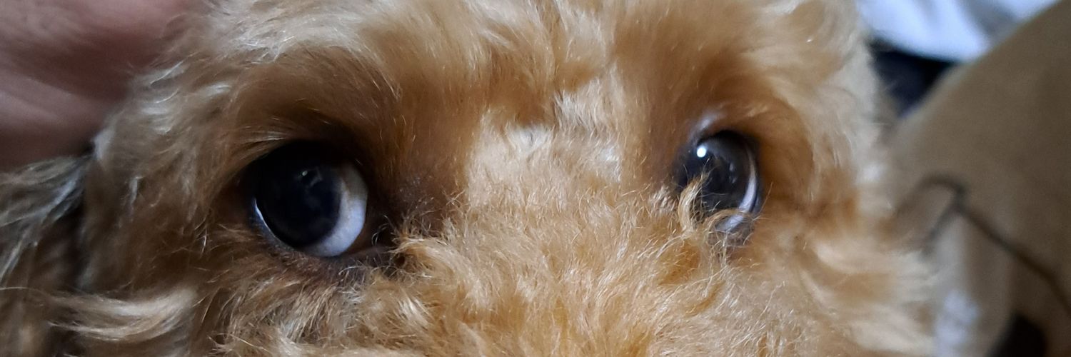 ryuana5138's profile banner image