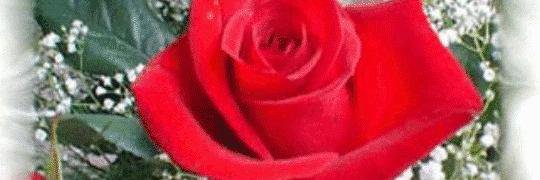 HasanHasan1's profile banner image
