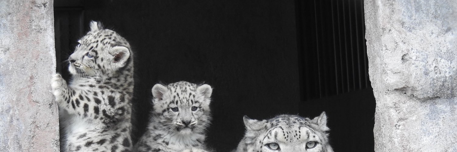 ddevifs's profile banner image
