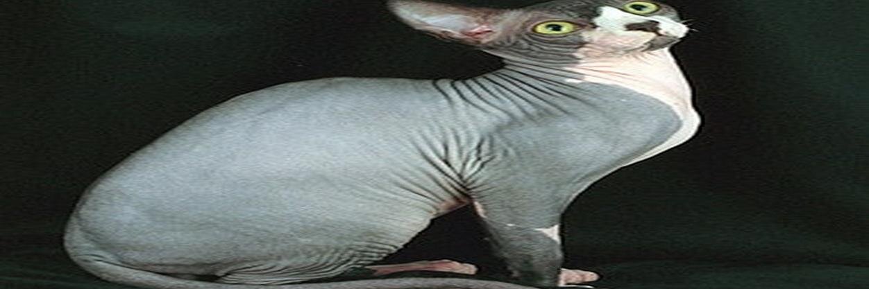 blaclerowspriv's profile banner image