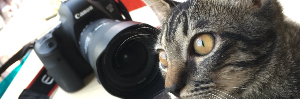 potmol's profile banner image
