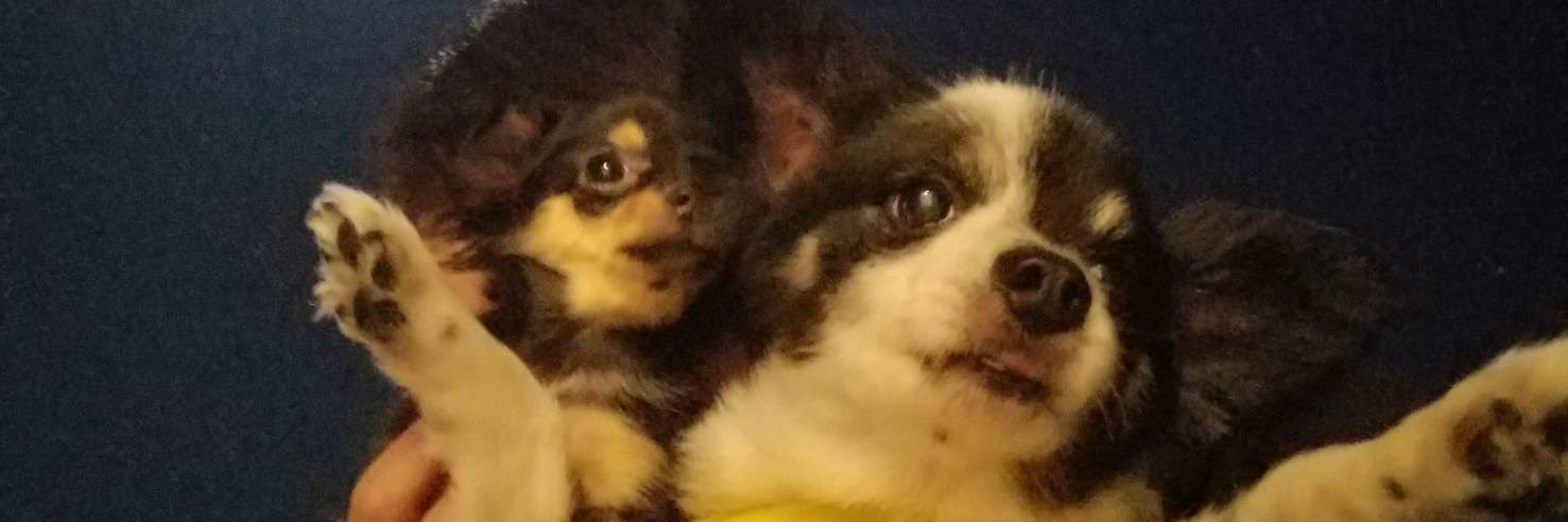 halBS0417's profile banner image