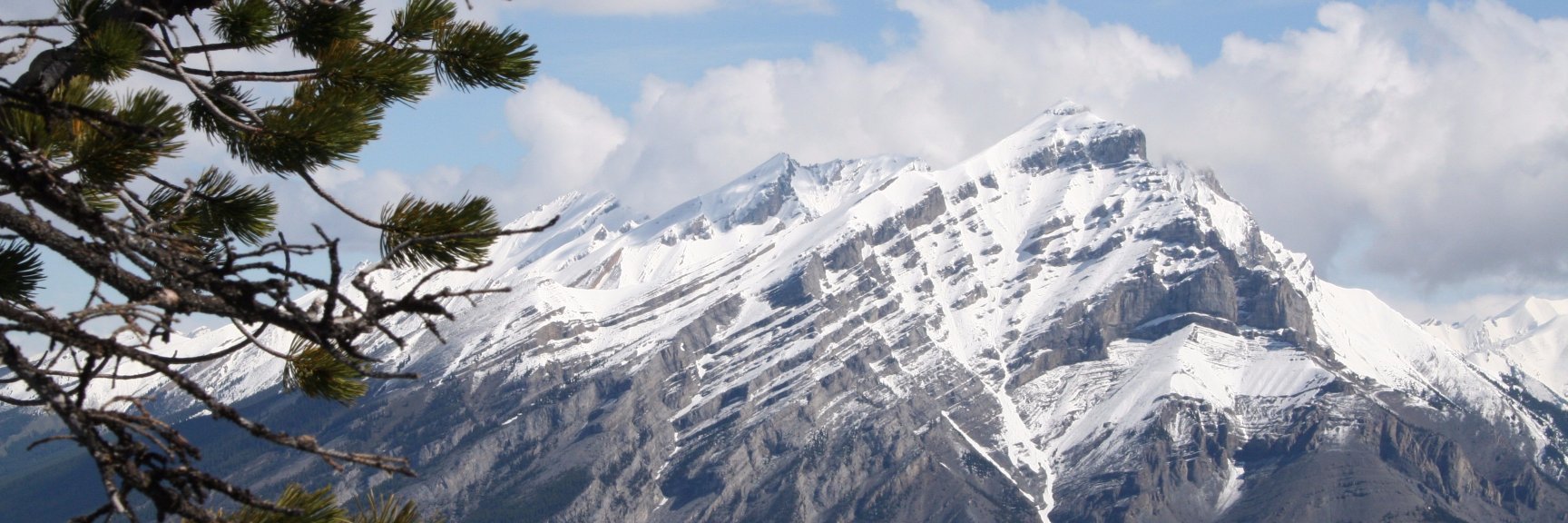 ForestCat2's profile banner image
