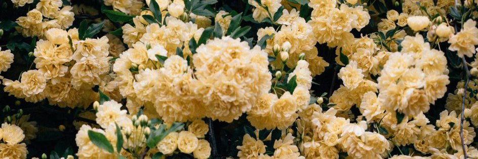 __flowerssss's profile banner image