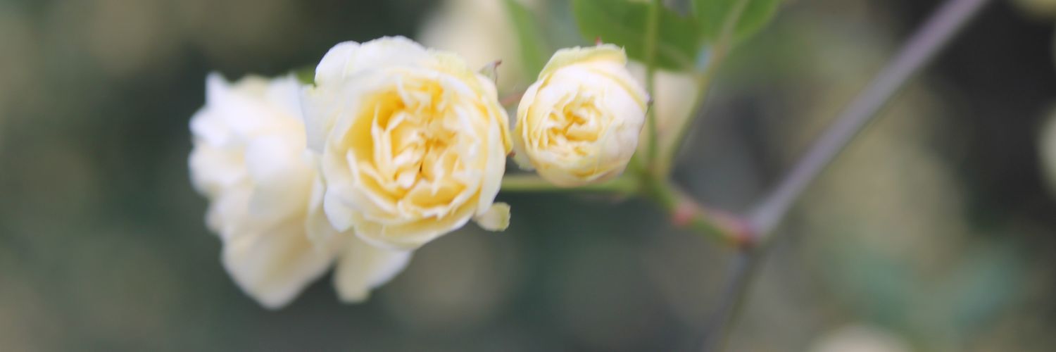 reyychel's profile banner image