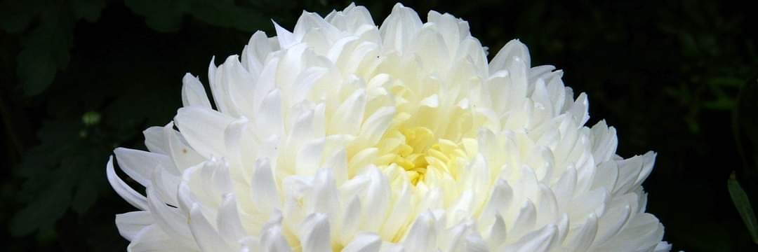 davada87's profile banner image