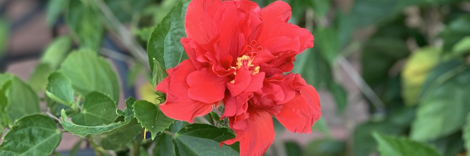 Hippychick ✌🏼 banner