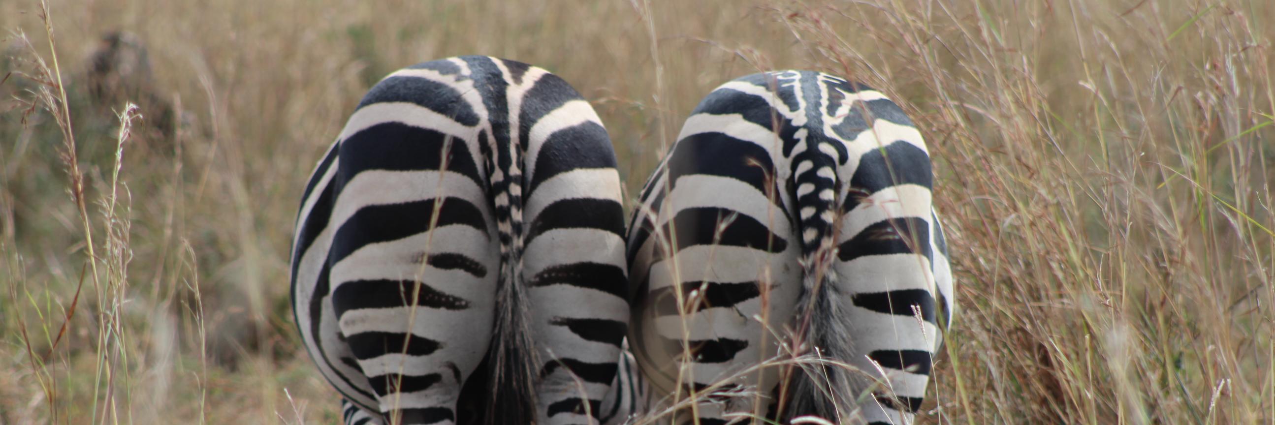 Daniel Brazier banner