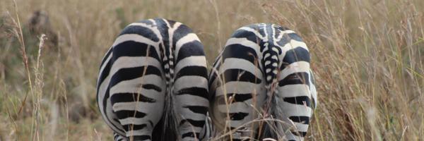 drbrazier Profile Banner