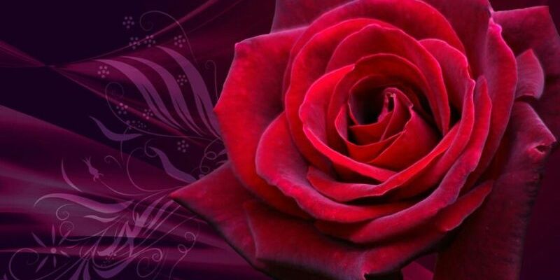 Shroog55864's profile banner image