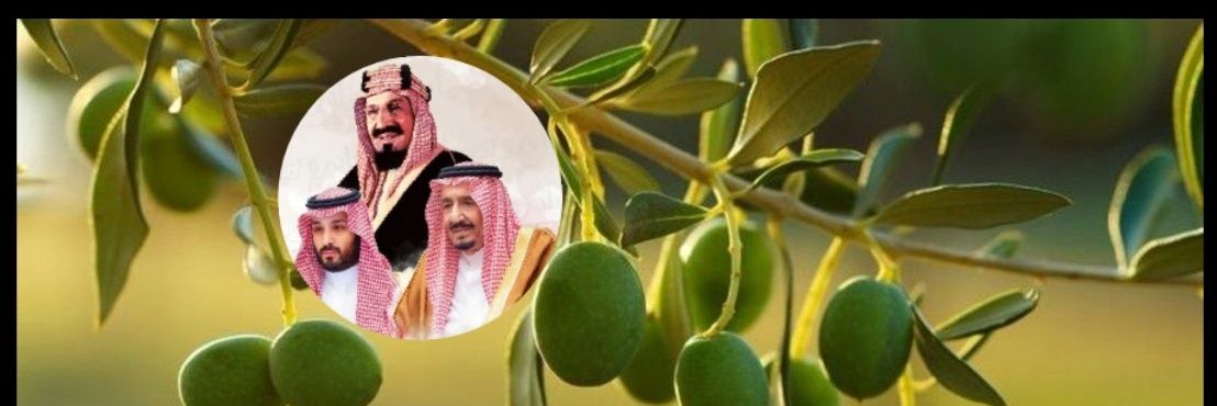 غصن الزيتون banner