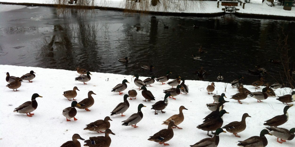 Martin English banner