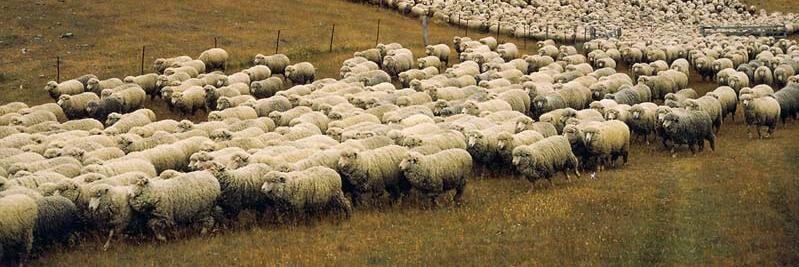 The National Sheep banner