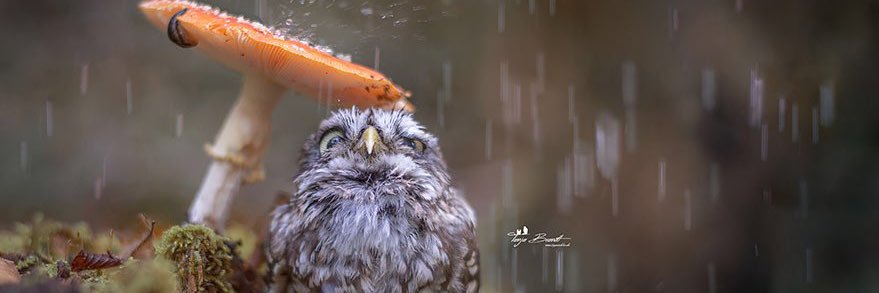 Aileen MaGuire banner