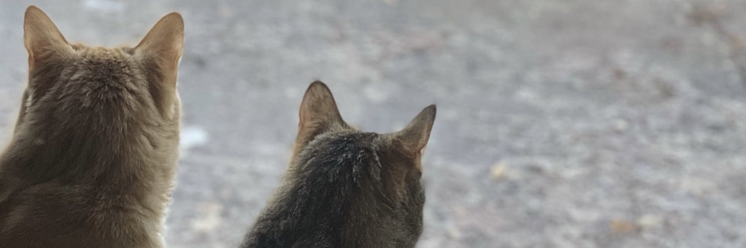 SarahAfshar's profile banner image
