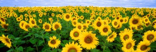 sungirl1002's profile banner image