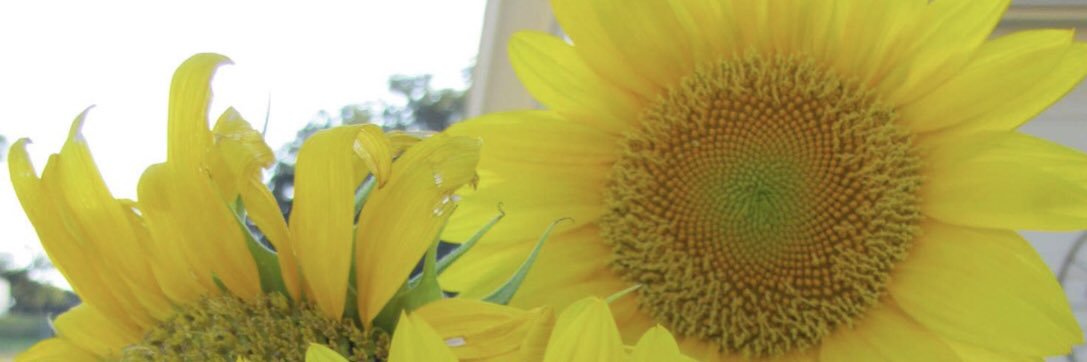 frecklesechols's profile banner image