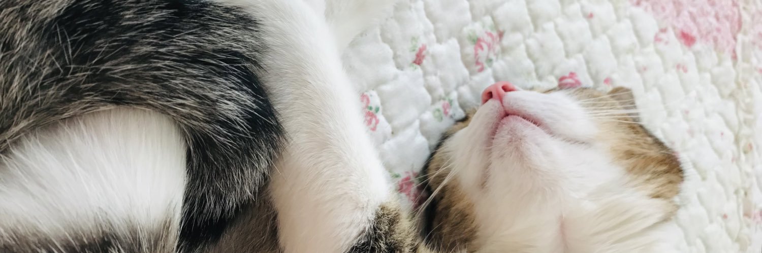 AlejandraGarx's profile banner image