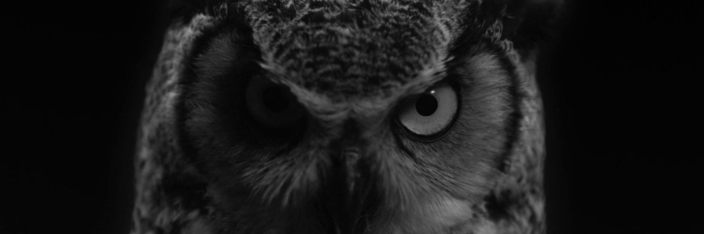 Nelaia's profile banner image