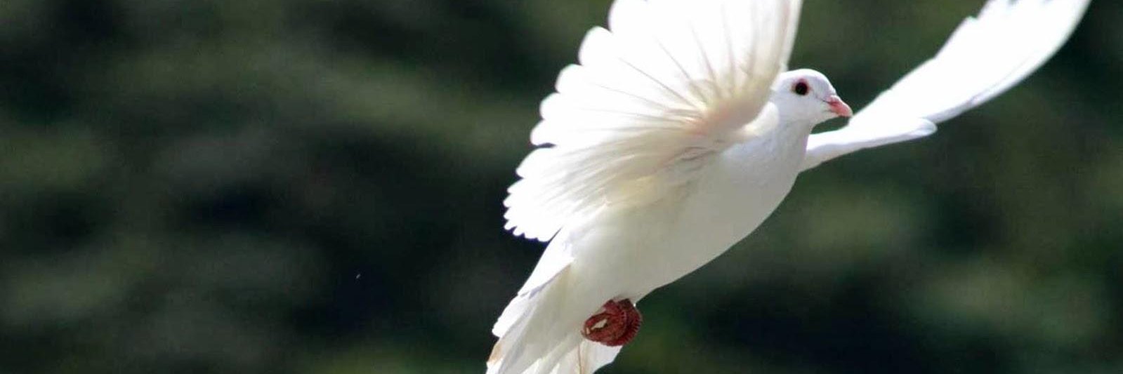 a_ankalle's profile banner image