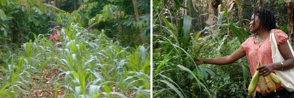 rainforestsaver's profile banner image