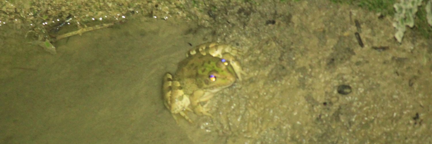 cuevas ruiz The Queertzalcoatlus 🇵🇸 banner