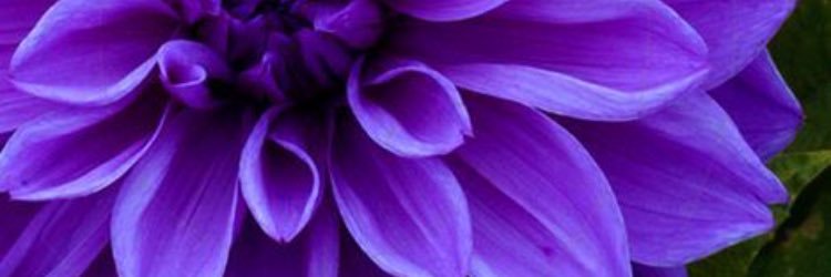 WellsLiza's profile banner image