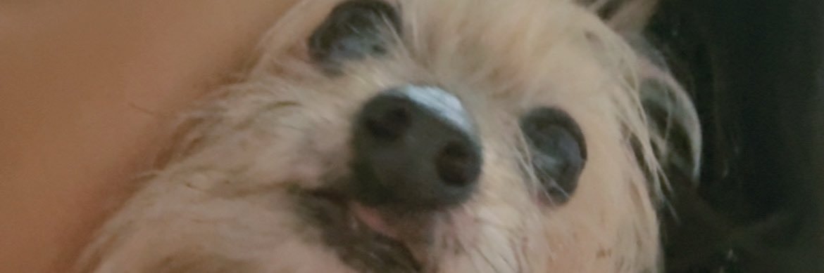 gimovitz's profile banner image