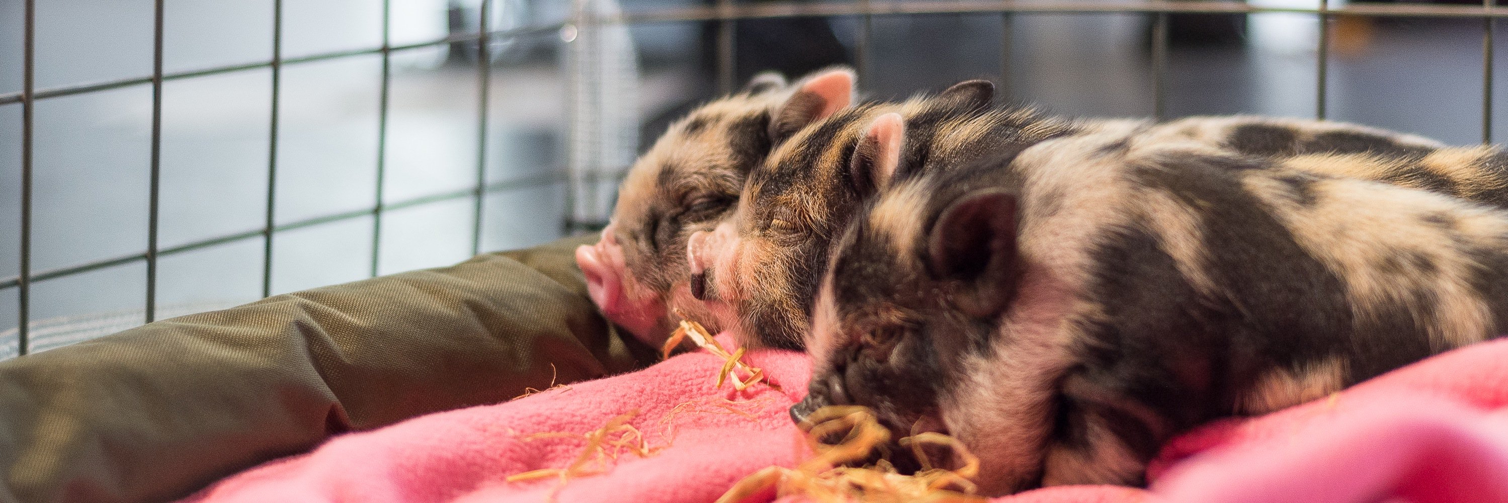 Wild Life Drawing banner