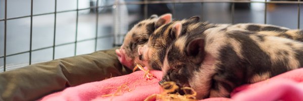 WildDrawing Profile Banner