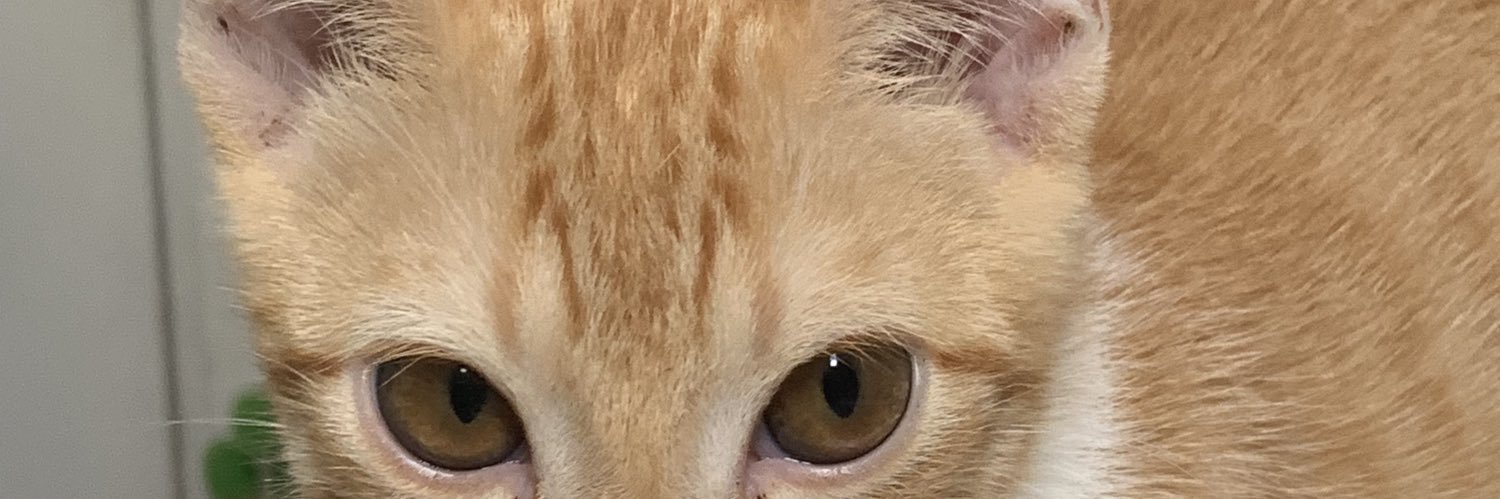 santadebby's profile banner image