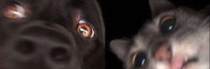 raugnvsc's profile banner image