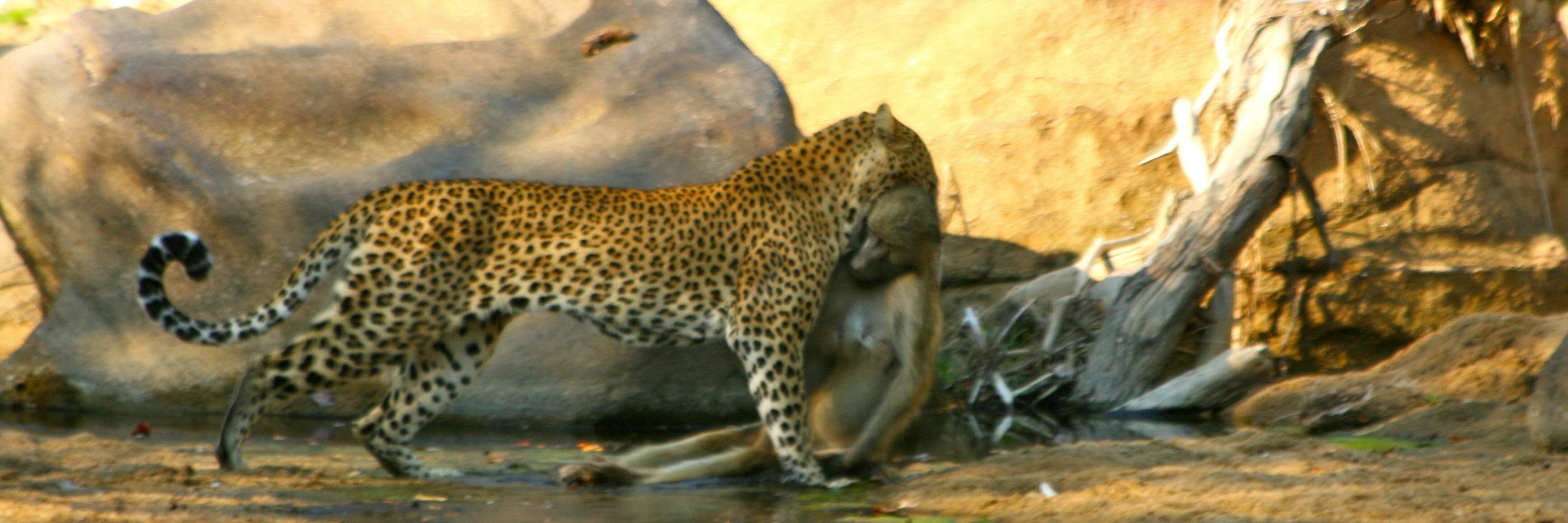 safari_classics's profile banner image