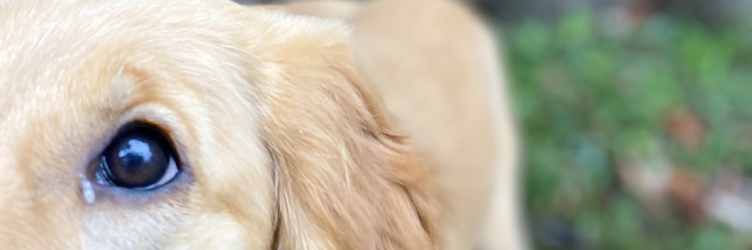 gracemtolzman's profile banner image