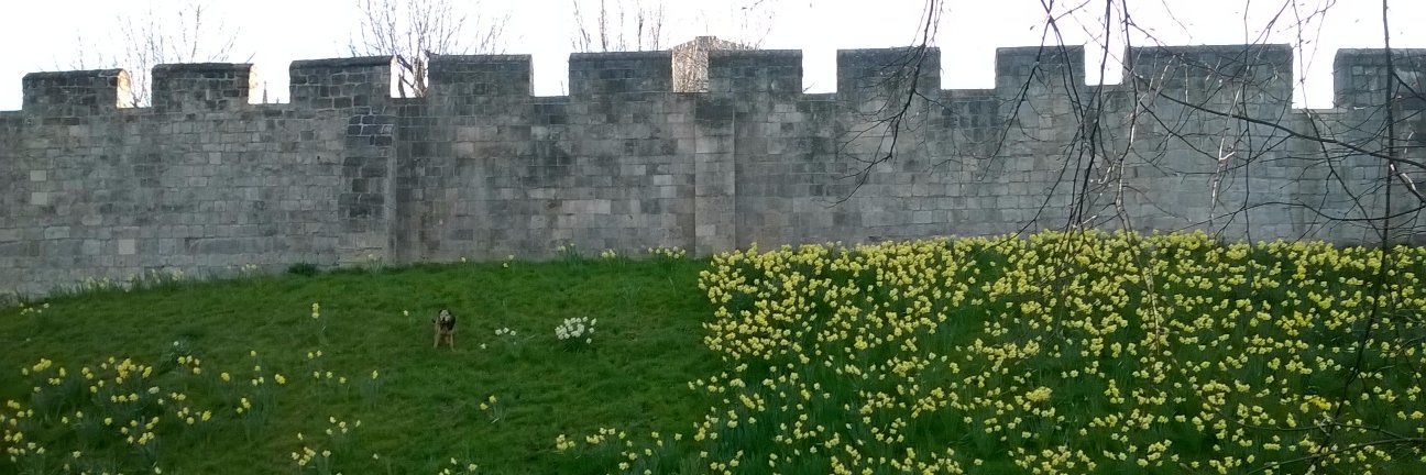 yorkwalls's profile banner image