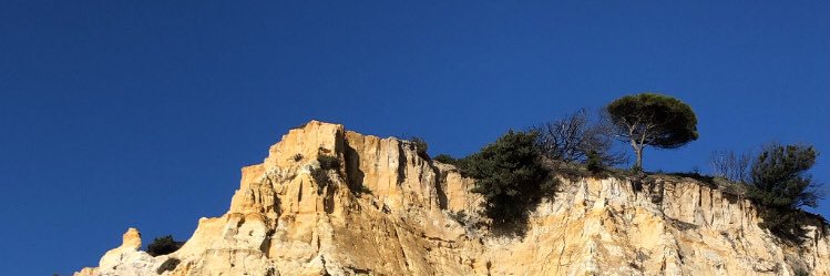 gladiolopolar's profile banner image