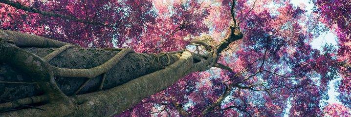 Lasluin's profile banner image