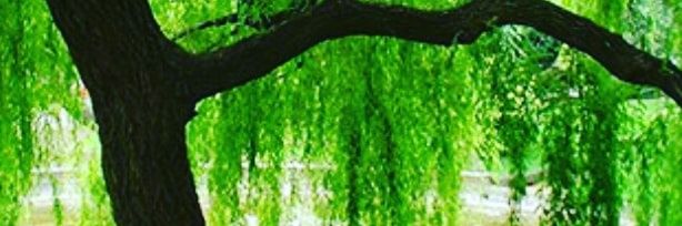 DertliiseSebep's profile banner image