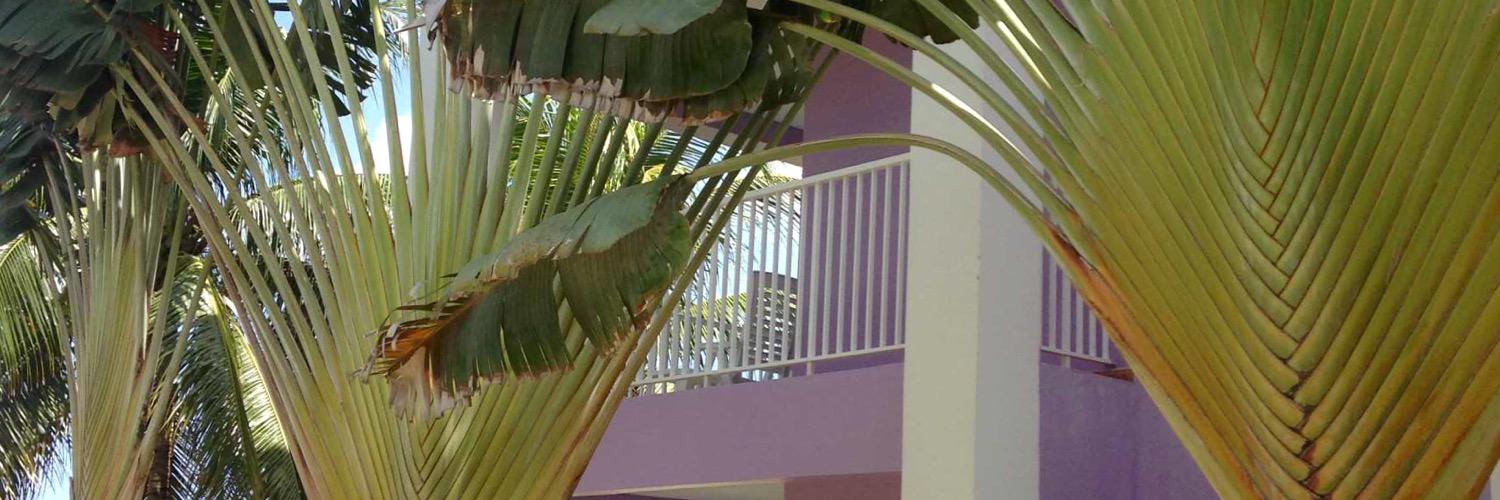 Niggaless Cage. banner